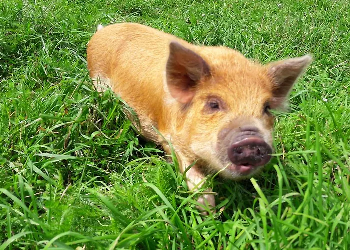 Schottenhof בית חווה