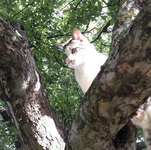 Lantgård Schottenhof *