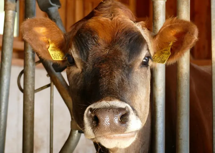 Schottenhof פולפמס