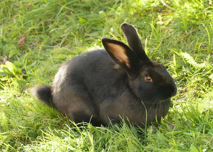 Schottenhof פולפמס