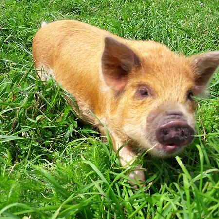 Schottenhof Gospodarstwo agroturystyczne