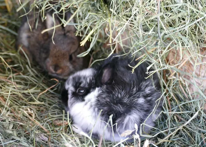 Farm stay Schottenhof Fulpmes